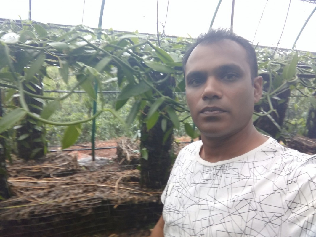 vanilla Brown Beans from Sri Lanka